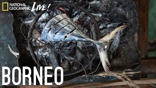 We Are What We Eat Borneo  Nat Geo Live [upl. by Eiclehc]