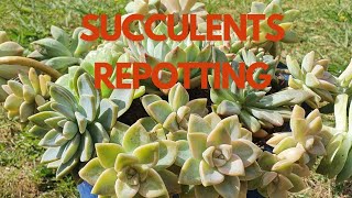 SUCCULENTS REPOTTING  RESCUING SUCCULENTS AFTER THE STORM [upl. by Ul109]