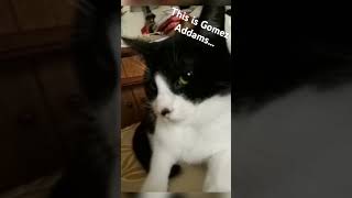 my cat Gomez Addams [upl. by Otha]