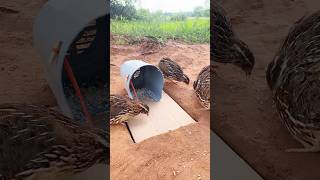 New Bird Trap  Quail Trap shorts [upl. by Imotas571]