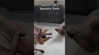 Sphynx Cat’s Heartwarming Birth Journey  Cats and Animals [upl. by Swope179]