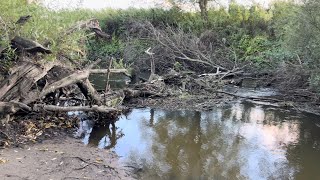 Video shows possible town beaver structure and a actual beaver but it’s not convincing on video yet [upl. by Ellehcim93]