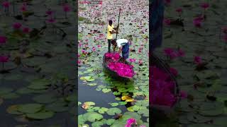 beautiful lotus garden lotus youtubeshorts ytshorts shortvideo viral taal flowers [upl. by Antoni]