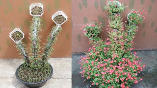 Backyard Gardening Idea Using MossRose Purslane  Portulaca Grandiflora with 3 Waterfall Style [upl. by Winslow]