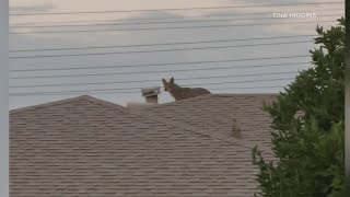 Coyotes take over Arcadia neighborhood [upl. by Anemij927]