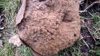 Mature Giant Puffball Calvatia gigantea Auchincruive Ayrshire [upl. by Netsrik]