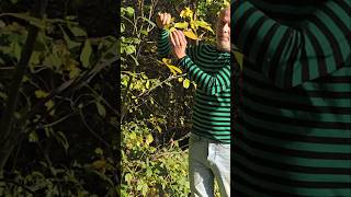 Young Wallnut Tree 🌳 juglans regia treeplanting forestfood permaculture gardening adventure [upl. by O'Hara]