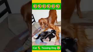 Cat 🐈 Teasing Dog 🐕 funny 🤣🤣🤣🤣 funnycats funnydogs shorts [upl. by Benedicta]