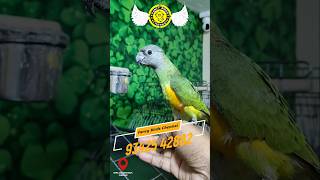 Friendly Tamed Bird Senegal Parrot In Fancy Birds Chennai Shop OMR karapakkam senegal tamedSenegal [upl. by Eide]