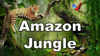 Amazon Rainforest The Worlds Largest Rainforest and Its Secrets  Asar e Mazi [upl. by Rupert]