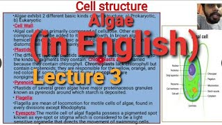 Algae Lecture 3  Cell Structure [upl. by Anitsyrhk]