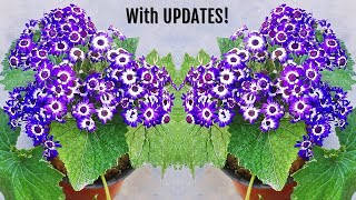 5 MISTAKES You MUST AVOID To GROW Cineraria Plant SUCCESSFULLY [upl. by Allana33]