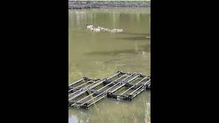 Ducklings swimming in the pond [upl. by Paquito]