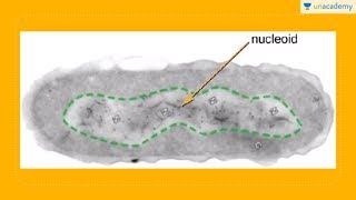 Nukleoid Ribosom dan Plasmid Sel Prokariot Biologi  SBMPTN UN SMA [upl. by Rhoades]