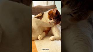 cat voice sound 🐈বিড়ালের ডাক😻cat sound🫰biraler dak catsounds meowing shorts youtubeshorts [upl. by Llewol]