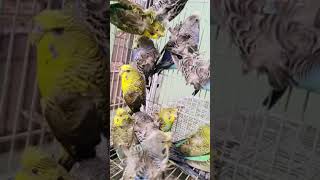 parrot Australian Parrot 🦜🦜 For Sale Farming In Peshawar Pakistan 2024 [upl. by Hach]