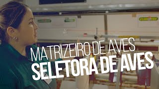 Conheça parte do processo no matrizeiro e incubatório de aves  Informativo Técnico CVale [upl. by Pardoes]