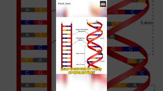 DNA Deoxyribo Nucleic Acid  dna helix molecules inheritance biology mayanksir [upl. by Lubba211]