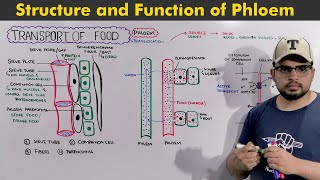 Transport of food in Plants Structure and functions of phloem [upl. by Ynned943]