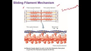 Sliding Filament Mechanism [upl. by Enerol837]