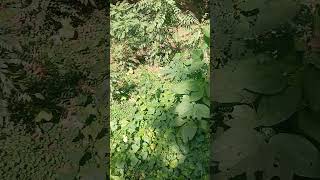 Laher laher laharay re mere angan ki tulsi [upl. by Mil809]