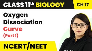 Oxygen Dissociation Curve Part 1  Breathing and Exchange of Gases  Class 11 Biology [upl. by Vashti849]