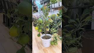 Ponkan Tree viralvideo fruit shortsvideo nature plants plantlovers plantlover [upl. by Esdnyl]