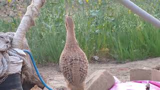 partridge bird pair bhuray teetar ka jora titer voice [upl. by Iral]