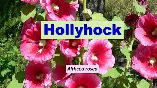 Hollyhock Althea Althaea rosea [upl. by Annirok629]