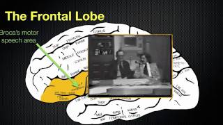 065 The Anatomy and Functions of the Frontal Lobe [upl. by Chun]