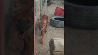 endangered Dholes Cuon alpinus at Minsk Zoo exploring Belarus canidae endangeredspecies [upl. by Verina911]