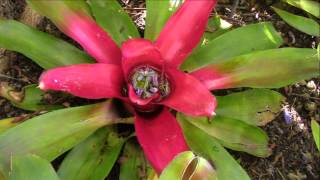 Bromeliad Impressions Planta Brutt Video 7 [upl. by Gregoire]