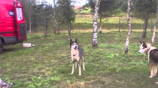 Racing Seppala Siberian Husky Dancing Dog [upl. by Aniahs]