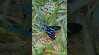 Butterfly 🇧🇴 Bolivia [upl. by Ylam30]