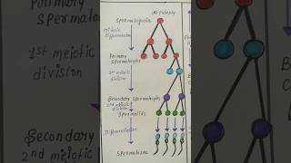 spermatogenesis Oogenesis biologydiagram shorts [upl. by Ialda]