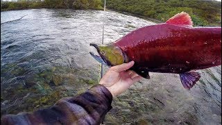 Bare Hand Fishing In Remote Glacier Rivers [upl. by Yorel981]