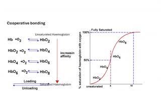 07 Oxygen Dissociation Curve [upl. by Brennen]