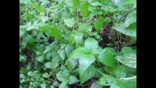 Atumn foraging stinging nettle seed is edible as well [upl. by Nikal804]