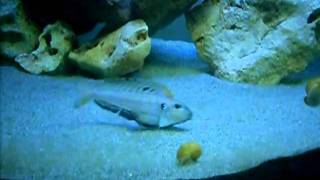 Enantiopus Melanogenys Kekese spawing tanganyika tankMOV [upl. by Settle]