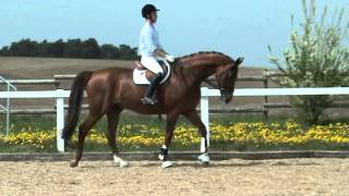 DonjourParadiesvogel gelding  2002 [upl. by Man]