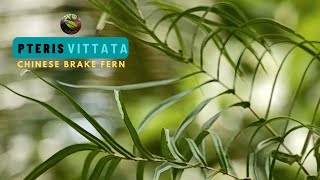 Pteris Vittata [upl. by Aguayo581]