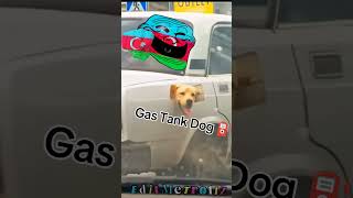 Gas Tank Dog ⛽ ☠️ dog car trolls trollfaceedit editmetrollz shortsfeed funny shortsvideo [upl. by Tsuda]