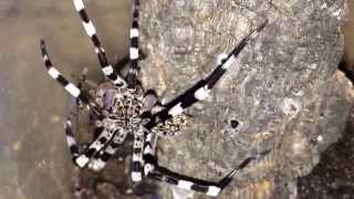 Other spider feeding video 1 [upl. by Drofdeb]