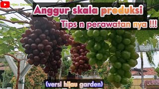 Anggur skala produksi tips n perawatan nya [upl. by Laughry]