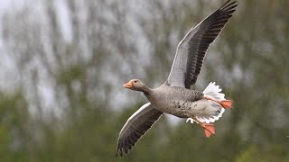 A trip to Filey Dams Nature Reserve on a rainy day [upl. by Wescott]