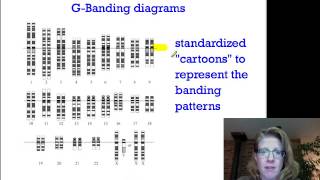 86 Karyotypes and Chromosomal Disorders [upl. by Nilre]