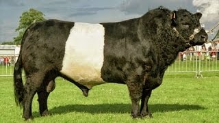 Belted Galloway bulls [upl. by Cyndie]