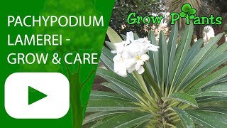 Pachypodium lamerei  growing amp care Madagascar palm [upl. by Rebah]