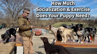 How Much Exercise and Socialization Does Your Puppy Need [upl. by Annaid]