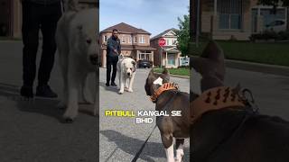 Is pitbull🔥 the most dangerous😱dog [upl. by Retxab]